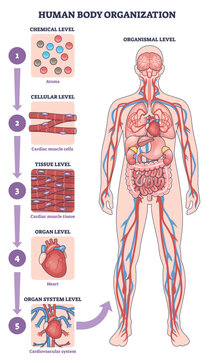 Human body organization shown from chemical to organismal levels, highlighting heart, brain, and blood vessels to explain system hierarchy and structure. Outline diagram