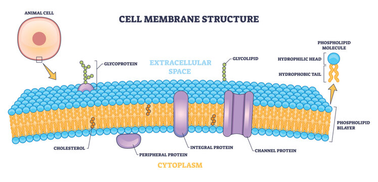 Cell membrane structure illustrating selective barrier and transport, phospholipid bilayer with channel proteins, key objects, bilayer, integral protein. Outline diagram