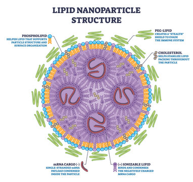 Lipid nanoparticle structure shows mRNA enclosed by ionizable lipids, cholesterol, and PEG-lipid in a carrier, key items, mRNA cargo, lipid shell, PEG-lipid. Outline diagram