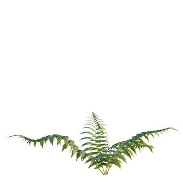 Cibotium barometz tree, elevation, front view, cutout, transparent background, isolate, Lush Green Fern Fronds with Delicate Details - Nature's Elegant Beauty