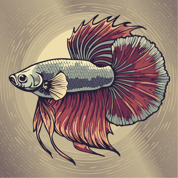 Vibrant betta fish swims in circular motion with red and grey fins.