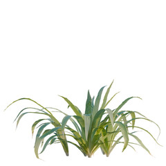 Fototapeta premium Iris tectorum tree, elevation, front view, cutout, transparent background, isolate, Fresh green foliage of a lush plant with vibrant leaves, showcasing natural beauty and texture.