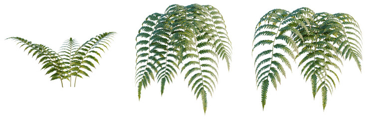 Cibotium barometz tree, elevation, front view, cutout, transparent background, isolate, Delicate Fern Branch with Lush Green Fronds, Detailed Nature Photography for Design Elements © DH Tree Stock
