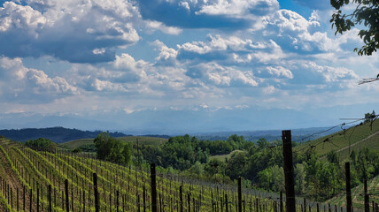Obraz premium Landscapes of the Piedmontese Langhe and the vineyards in spring, after the grape harvest to produce the famous wines