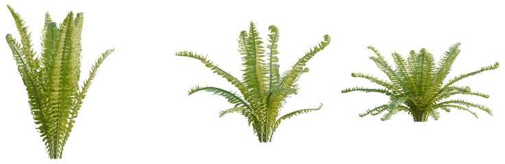Matteuccia struthiopteris tree, elevation, front view, cutout, transparent background, isolate, Detailed close-up of a vibrant green fern plant with intricate leaf structures and delicate details © DH Tree Stock