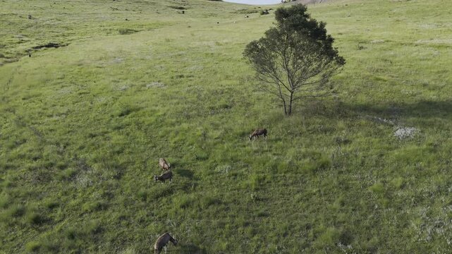 Drone slowly lowers over four springbok playing under a lone tree in a large grassy field on late afternoon at Sibebe Rock near Mbabane, Eswatini
