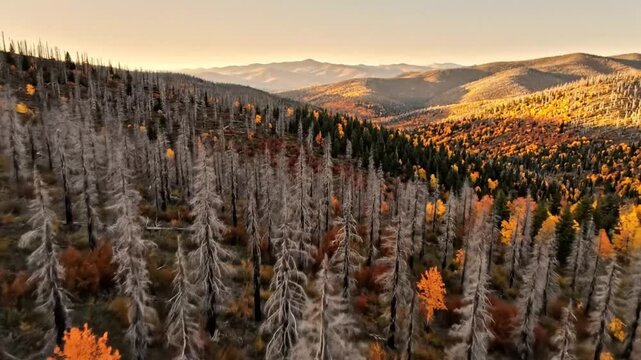 Drone view of a forest with dead trees and autumn colors in the mountains at sunset