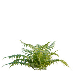 Parathelypteris glanduligera tree, elevation, front view, cutout, transparent background, isolate, Detailed fern plant leaves close-up, vibrant green foliage, nature stock photo © DH Tree Stock
