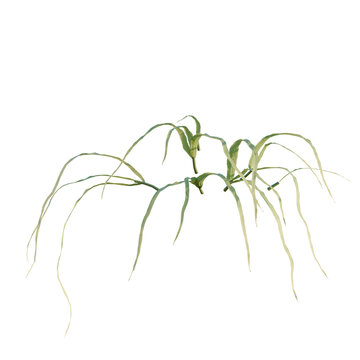 Pteris multifida tree, elevation, front view, cutout, transparent background, isolate, Delicate Tillandsia Air Plant, Elegant Botanical Beauty, Natural Texture, Minimalist Design