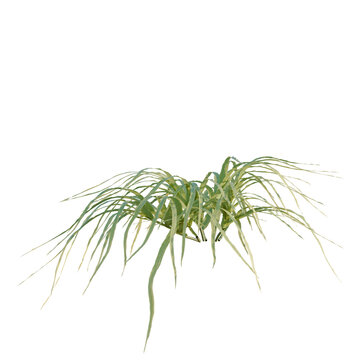 Pteris multifida tree, elevation, front view, cutout, transparent background, isolate, Close-up of vibrant green grass blades, detailed texture, natural beauty, springtime freshness.