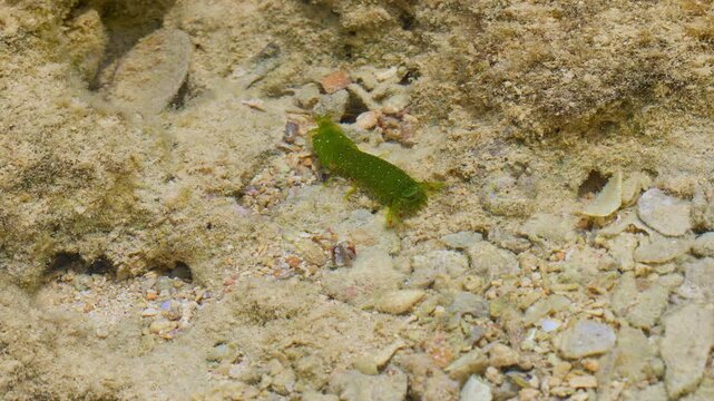 Mantis Shrimp Foraging For Food.