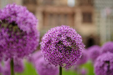 Obraz premium Purple Alliums Blooming in Front of Trinity Church 