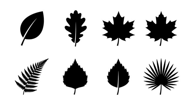 Black leaf silhouette icons set, 8 botanical foliage vector elements, minimalist maple and oak leaf shapes, tropical palm and fern leaf symbols