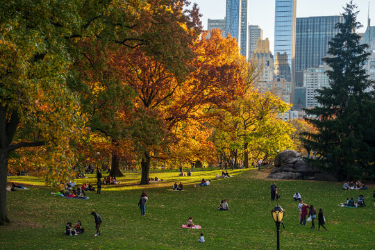 Manhattan, United States - 08 November 2025: View of Central Park's vibrant autumn foliage against the backdrop of towering skyscrapers, a symphony of green and gold hues.