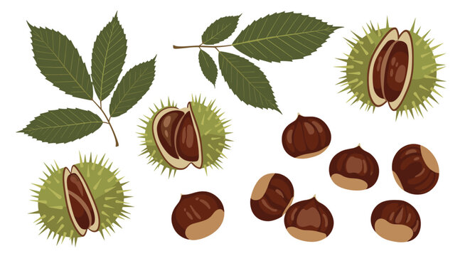 Collection of ripe chestnuts with green prickly husks and leaves showing various stages of opening on white background.