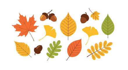 Fototapeta premium Selection of colorful autumn leaves including maple and ginkgo along with several brown acorns isolated on a plain white background.