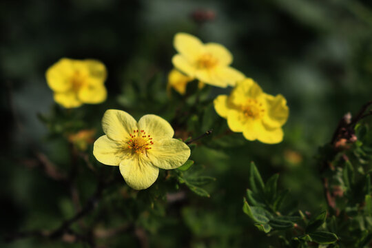 Close-up of Potentilla fruticosa bush with yellow flowers. Also called yellow cinquefoil bush