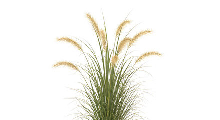Fototapeta premium Lush Ornamental Grass Plumes on White