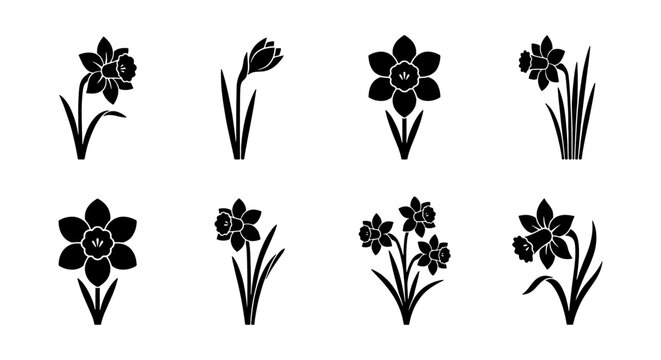Daffodil flower silhouette icons set, black narcissus floral elements for spring design, collection of 8 botanical vector illustrations