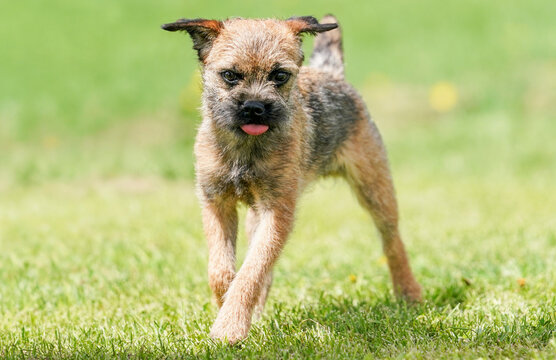 Border Terrier dog walking in a park on a bright sunny summer day