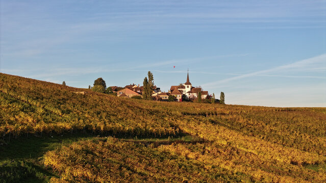 Aerial view of golden vineyards blanketing rolling hills leading to a quaint village with a church steeple under a clear sky, Fechy, Vaud, Switzerland.