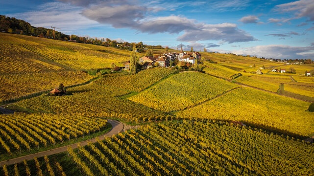 Aerial view of golden vineyards cascade down rolling hillsides toward a quaint village nestled amidst autumn's embrace, Fechy, Vaud, Switzerland.