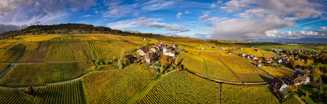 Aerial view of golden vineyards cascade down rolling hills, contrasting with the quaint village nestled among them, Fechy, Vaud, Switzerland.
