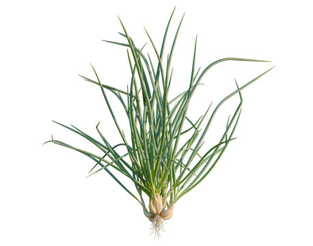 Allium fistulosum tree, elevation, front view, cutout, transparent background, isolate, Garlic chives bundle, fresh green herbs, culinary ingredient, cooking, kitchen, food, nature