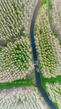 Aerial view of a narrow canal cutting through a dense forest with trees in full bloom, creating a striking contrast of dark water and light foliage, Kovilj, Vojvodina, Serbia.