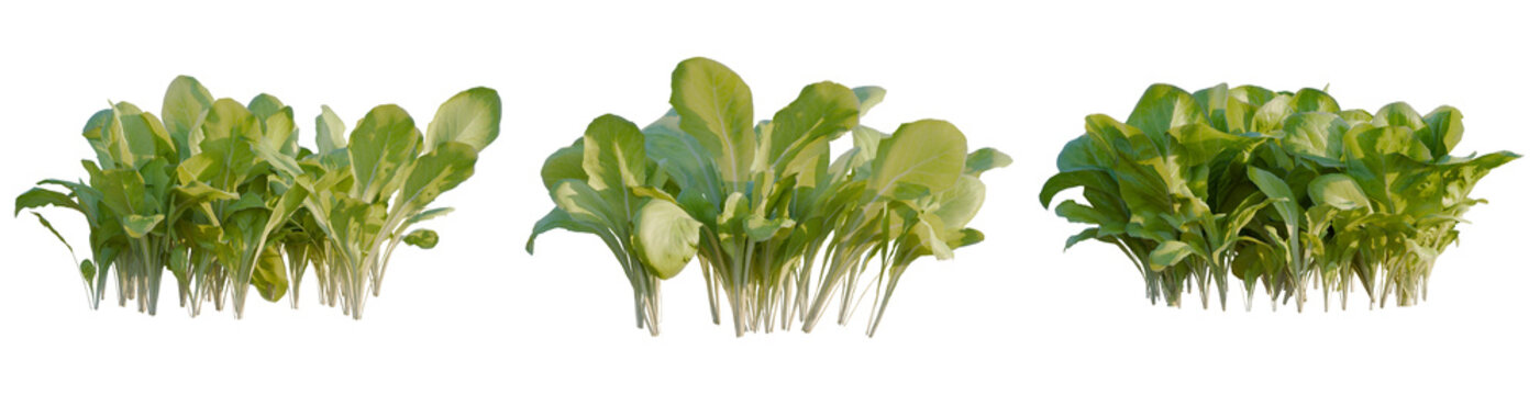 Lactuca sativa tree, elevation, front view, cutout, transparent background, isolate, Close-up of young seedlings in a tray, growing in a greenhouse, agriculture concept