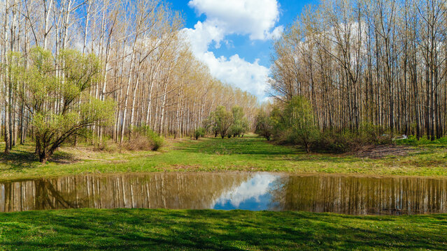 Aerial view of a tranquil pond mirroring the sky, framed by rows of towering trees in early spring, Kovilj, Vojvodina, Serbia.