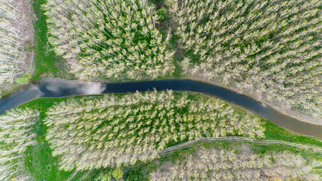 Aerial view of a sinuous river winding through dense woodland, a vibrant tapestry of green and brown hues, creating a serene natural landscape, Kovilj, Vojvodina, Serbia.