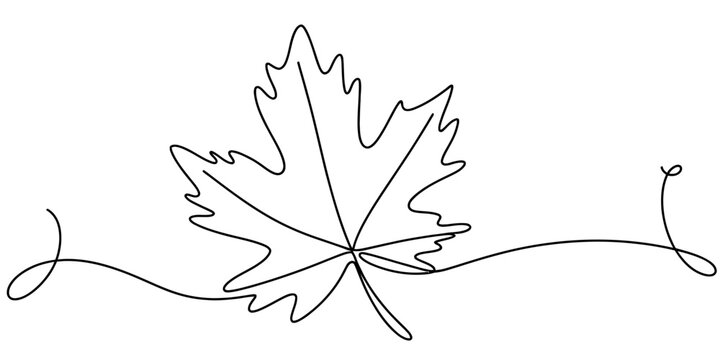 Minimalist single line drawing of a maple leaf with elegant swirls on a white background Vector, illustration