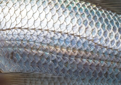 close up of fish
