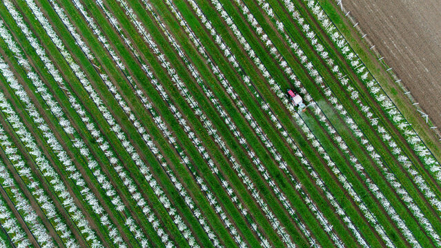 Aerial view of a tractor moving through rows of blossoming trees, the white flowers contrasting sharply with the green grass and brown soil, Kovilj, Vojvodina, Serbia.