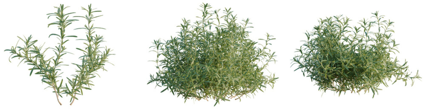 Salvia rosmarinus tree, elevation, front view, cutout, transparent background, isolate, Fresh Rosemary Sprigs on a White Background - Perfect for Culinary and Natural Themes