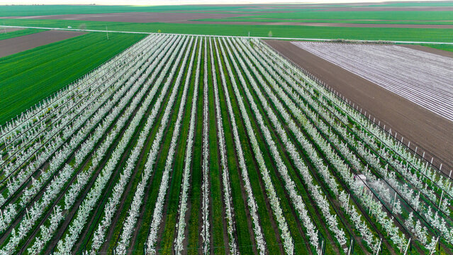 Aerial view of rows of blooming trees create a mesmerizing tapestry of white blossoms against the rich, dark earth, Kovilj, Vojvodina, Serbia.