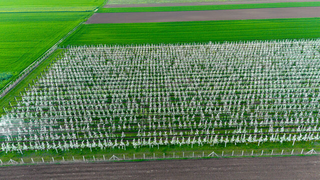 Aerial view of orderly rows of blooming trees create a textured tapestry against the backdrop of vibrant green and dark brown fields, Kovilj, Vojvodina, Serbia.