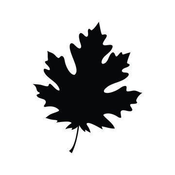 Silhouette of a maple leaf with intricate details for autumn designs, vector illustration, oak leaf silhouette vector illustration