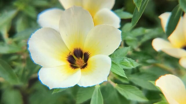 White Turnera Subulata flowers blooming with honey bees busy collecting pollen and nectar. Worker bee (Apis) on a flowering plant on a sunny morning.
