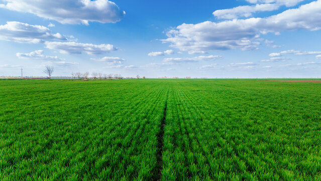 Aerial view of vibrant green fields stretch under a vast blue sky dotted with fluffy white clouds, contrasting with the distant horizon, Kovilj, Vojvodina, Serbia.
