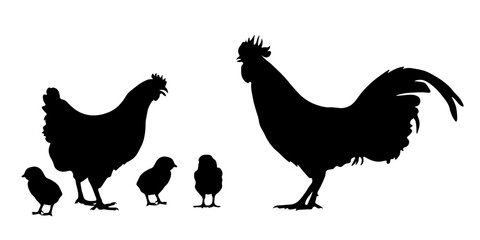 Farm poultry silhouettes set – chicken, rooster and chicks isolated on white background © MJD_Studio