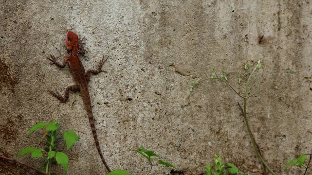 Real-time wide shot of Oriental Garden Lizard feeding on flying termites while climbing a vertical wall in spring season in Himachal Pradesh.