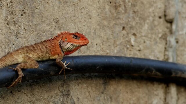 Closeup video of an oriental garden lizard (Calotes versicolor) actively catching flying termites while perched on a plastic water pipe in a natural rural habitat during spring season in India.