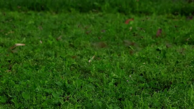 Closeup slowmotion footage of termite swarming behavior showing winged insects flying actively in natural forest habitat of himachal pradesh india during spring season.