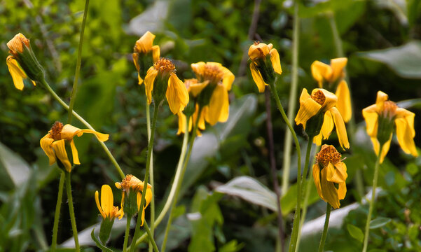 Wilting blossoms of arnica wildflowers, Beartooth Wilderness, Wyoming