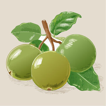 Fresh green fruit cluster with leaves on a branch