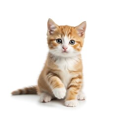 Fototapeta premium Adorable ginger and white kitten with bright blue eyes sits with one paw raised