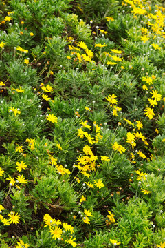 grey-leaved euryops (Euryops pectinatus)