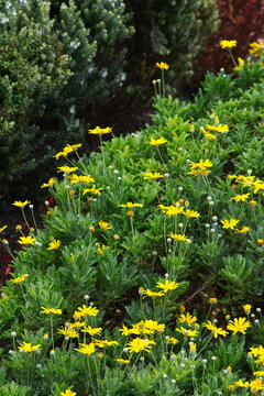 grey-leaved euryops (Euryops pectinatus)